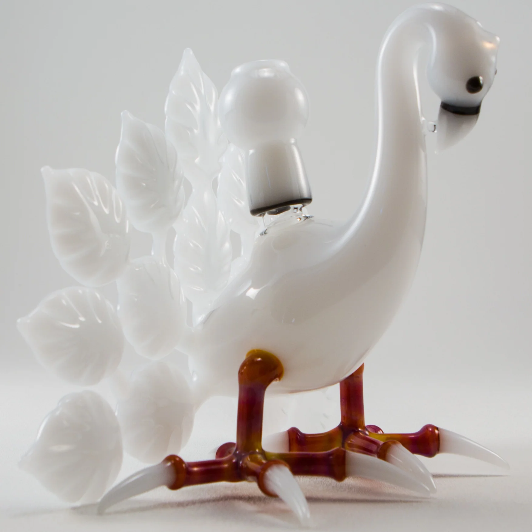 Burtoni - Albino Peacock - Image 3