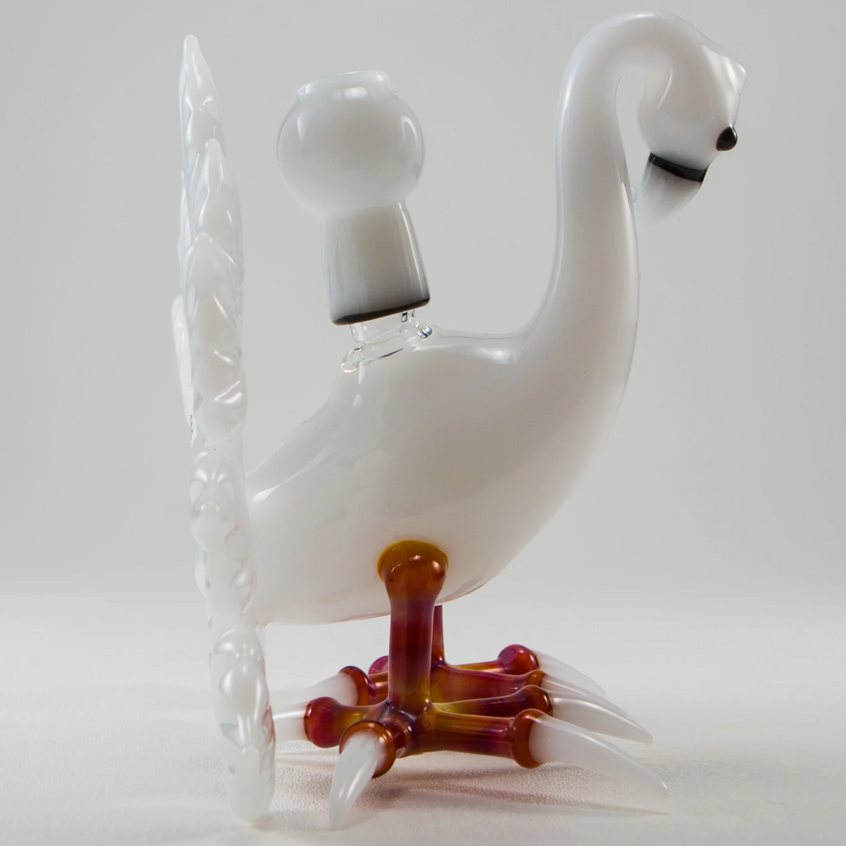 Burtoni - Albino Peacock - Image 4