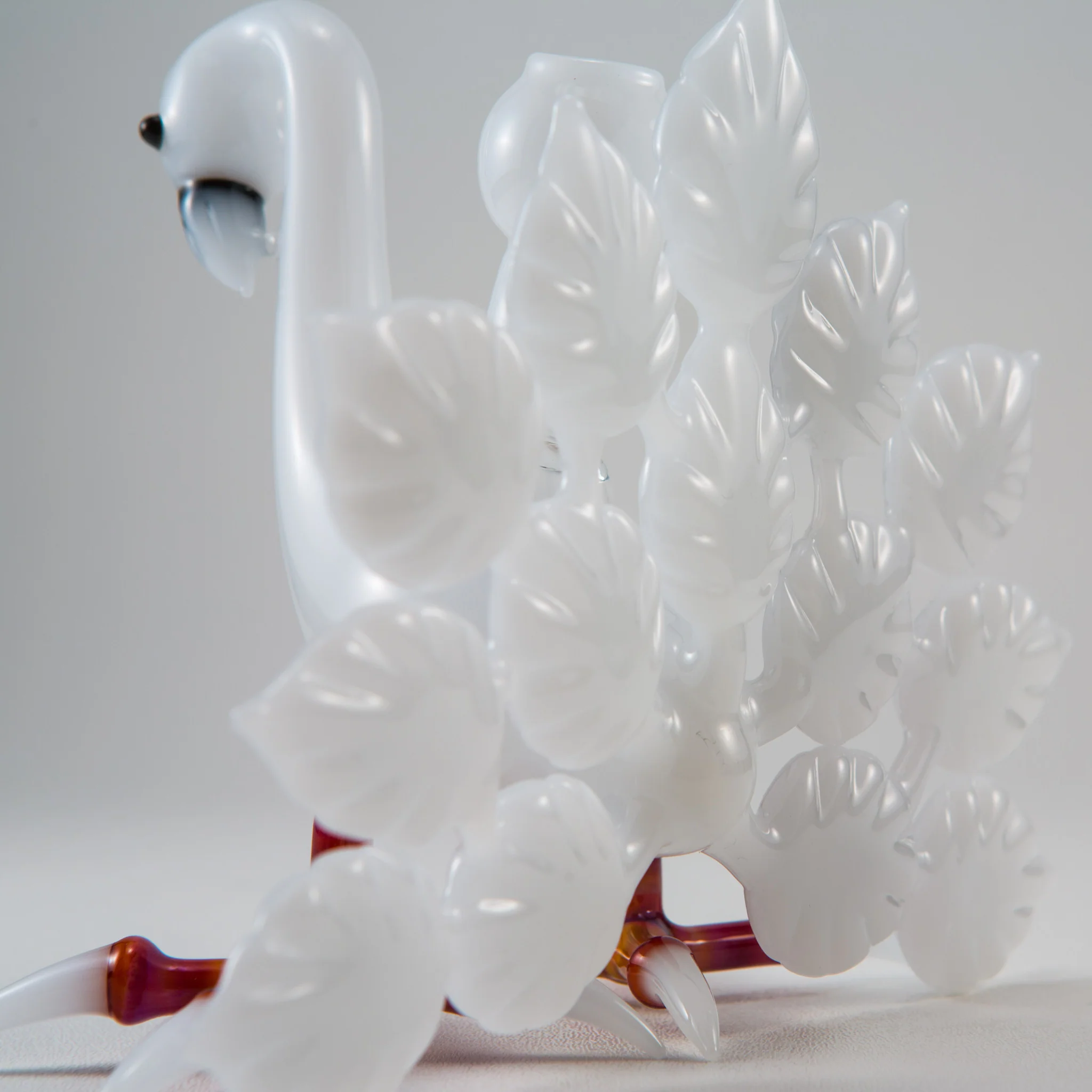 Burtoni - Albino Peacock - Image 6